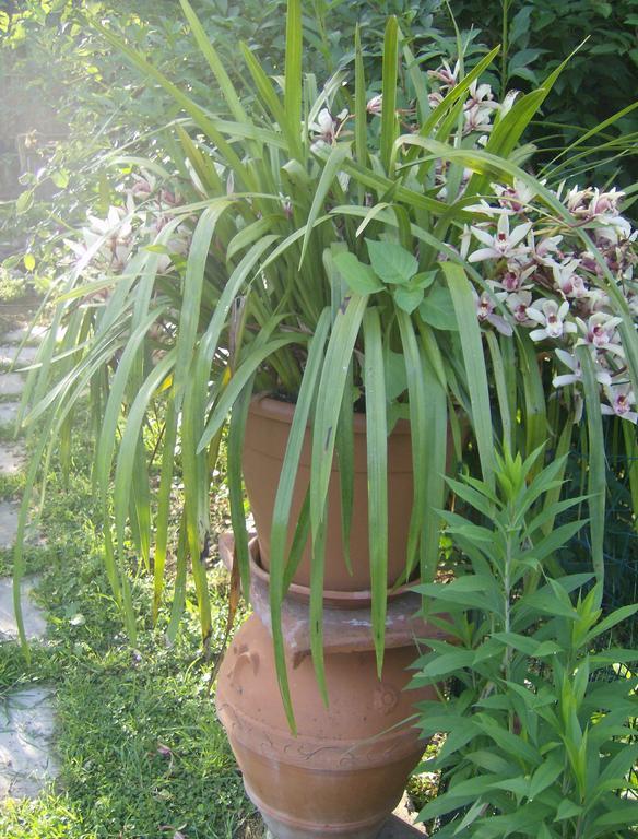 Casa Dina Bed & Breakfast Terontola ภายนอก รูปภาพ